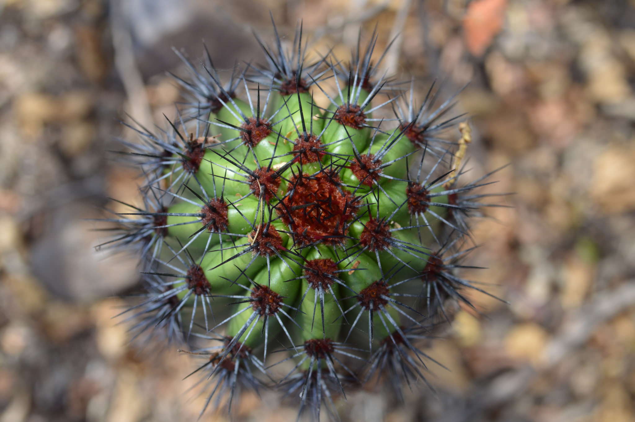Stenocereus thurberi